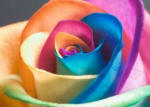 fiore arcobaleno