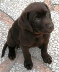 Chicca, labrador cioccolato