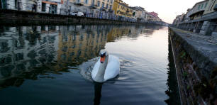 Cigno che nuota sul naviglio di Milano